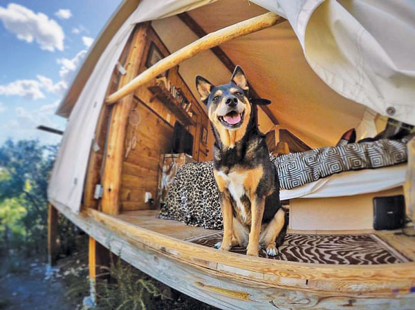 Pet-Friendly Glamping in Australia