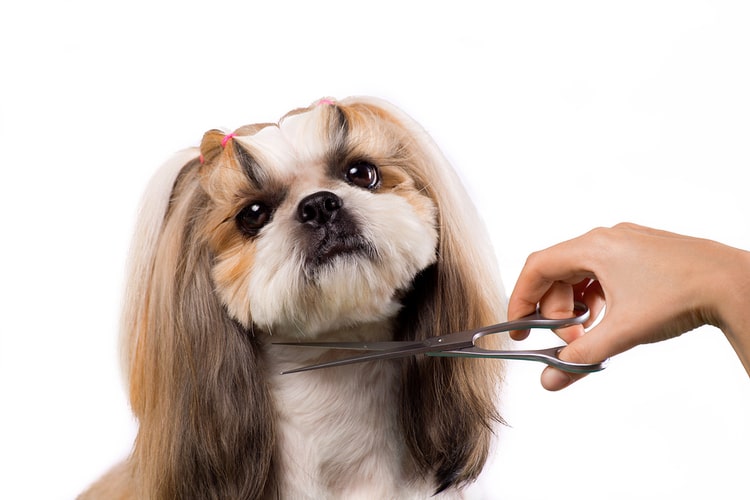 Dog grooming