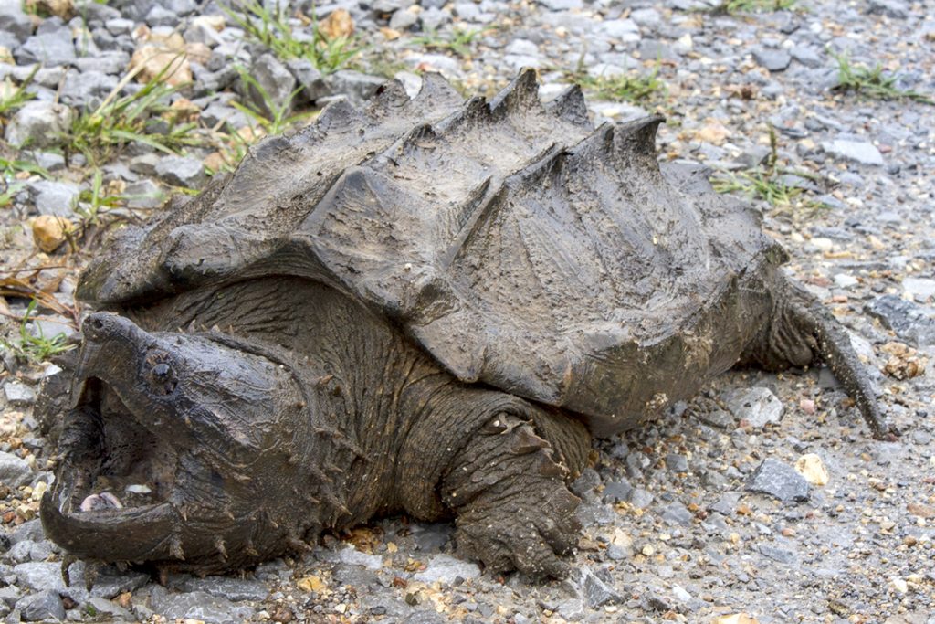 alligator snapping turtle