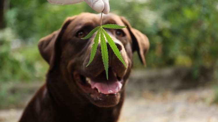 CBD Oils For Dog